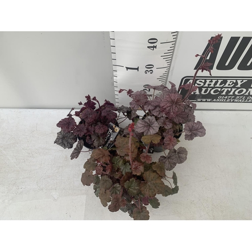 196 - THREE HEUCHERA 'CARNIVAL' IN 2 LTR POTS APPROX 35CM IN HEIGHT PLUS VAT TO BE SOLD FOR THE THREE