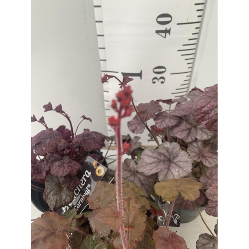 196 - THREE HEUCHERA 'CARNIVAL' IN 2 LTR POTS APPROX 35CM IN HEIGHT PLUS VAT TO BE SOLD FOR THE THREE