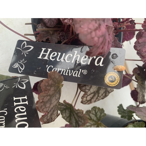 196 - THREE HEUCHERA 'CARNIVAL' IN 2 LTR POTS APPROX 35CM IN HEIGHT PLUS VAT TO BE SOLD FOR THE THREE