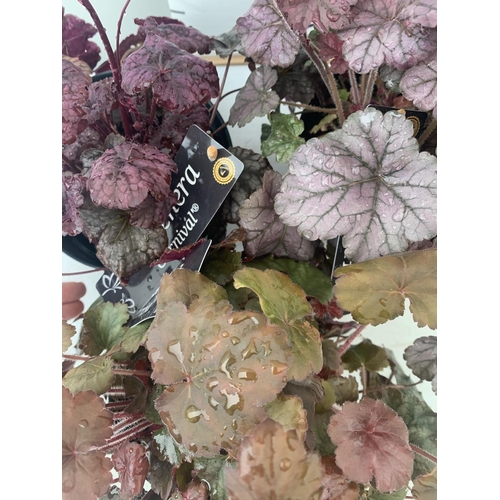 196 - THREE HEUCHERA 'CARNIVAL' IN 2 LTR POTS APPROX 35CM IN HEIGHT PLUS VAT TO BE SOLD FOR THE THREE