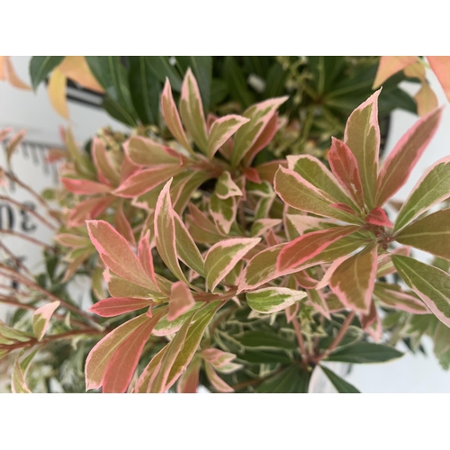 31 - TWO PIERIS JAPONICA 'LITTLE HEATH' AND 'FOREST FLAME' IN 3 LTR POTS 55CM TALL PLUS VAT TO BE SOLD FO... 