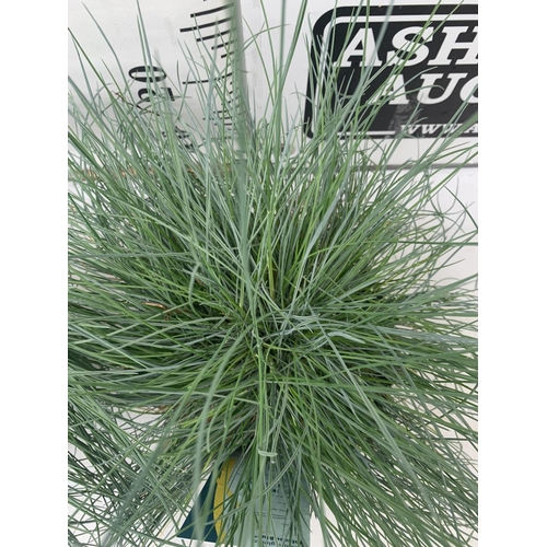 32 - TWO FESTUCA GLAUCA 'INTENSE BLUE' ORNAMENTAL GRASSES IN 2 LTR POTS APPROX 40CM IN HEIGHT PLUS VAT TO... 