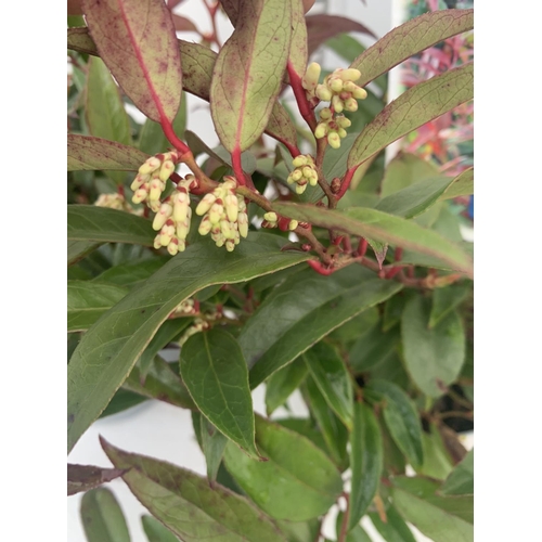 35 - TWO LEUCOTHOE 'ROYAL RUBY' AND 'BURNING LOVE' IN 2 LTR POTS 35CM TALL PLUS VAT TO BE SOLD FOR THE TW... 