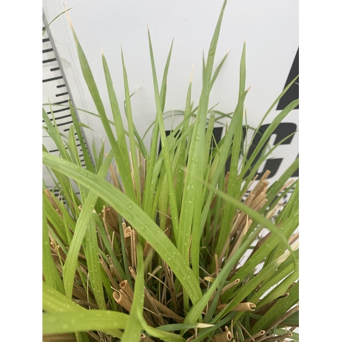 49 - TWO ORNAMENTAL GRASSES 'PENNISETUM VIRIDESCENS' IN 10 LTR POTS APPROX 60CM IN HEIGHT PLUS VAT TO BE ... 