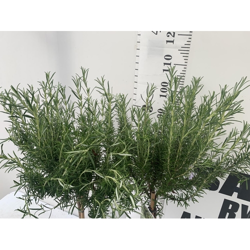 58 - TWO ROSEMARY OFFICINALIS STANDARD TREES APPROX 120CM IN HEIGHT IN 3LTR POTS NO VAT TO BE SOLD FOR TH... 