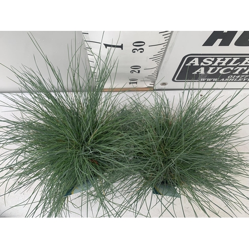 59 - TWO FESTUCA GLAUCA 'INTENSE BLUE' ORNAMENTAL GRASSES IN 2 LTR POTS APPROX 35CM IN HEIGHT PLUS VAT TO... 