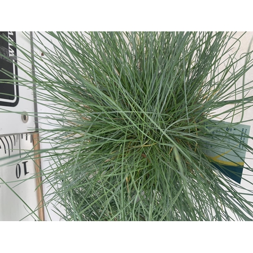 59 - TWO FESTUCA GLAUCA 'INTENSE BLUE' ORNAMENTAL GRASSES IN 2 LTR POTS APPROX 35CM IN HEIGHT PLUS VAT TO... 