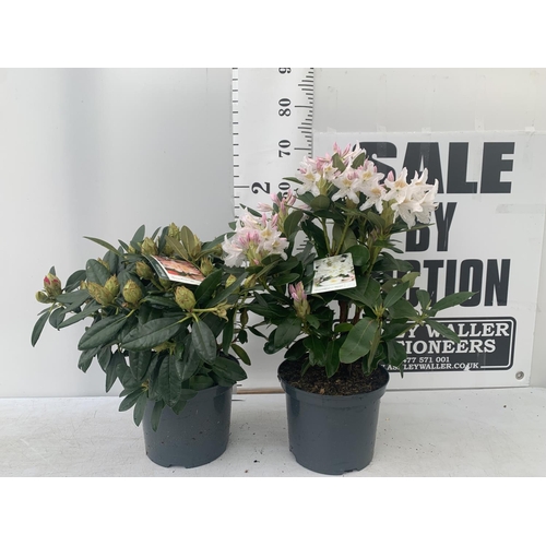 60 - TWO RHODODENDRON CUNNINGHAM'S WHITE AND PERCY WISEMAN PINK IN 5 LTR POTS 60CM TALL PLUS VAT TO BE SO... 