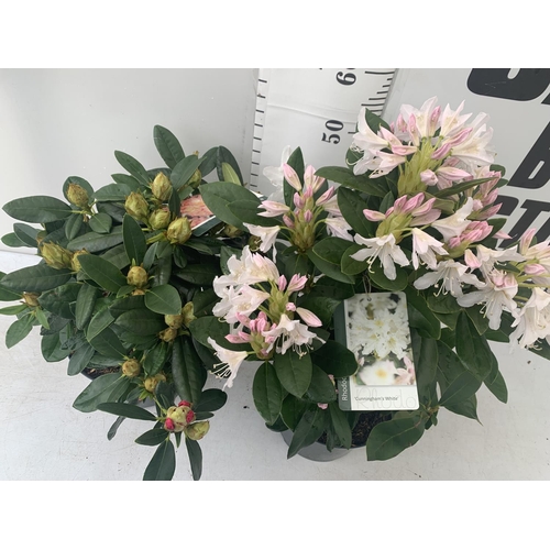 60 - TWO RHODODENDRON CUNNINGHAM'S WHITE AND PERCY WISEMAN PINK IN 5 LTR POTS 60CM TALL PLUS VAT TO BE SO... 