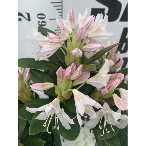 60 - TWO RHODODENDRON CUNNINGHAM'S WHITE AND PERCY WISEMAN PINK IN 5 LTR POTS 60CM TALL PLUS VAT TO BE SO... 