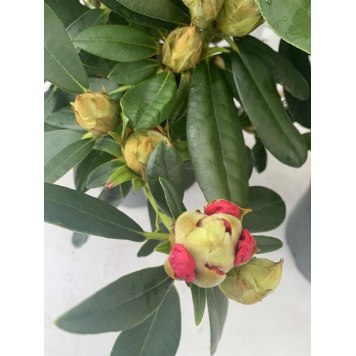 60 - TWO RHODODENDRON CUNNINGHAM'S WHITE AND PERCY WISEMAN PINK IN 5 LTR POTS 60CM TALL PLUS VAT TO BE SO... 