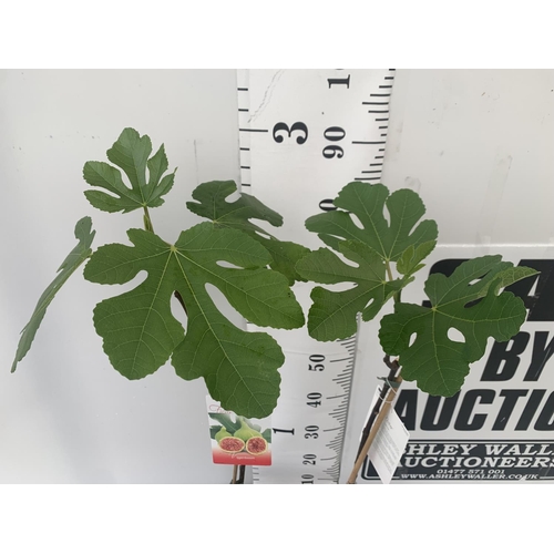 64 - TWO FIG FICUS CARICA IN 2 LTR POTS APPROX 90CM IN HEIGHT NO VAT TO BE SOLD FOR THE TWO