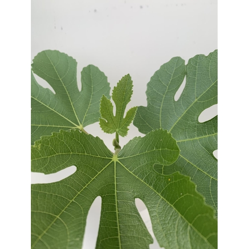 64 - TWO FIG FICUS CARICA IN 2 LTR POTS APPROX 90CM IN HEIGHT NO VAT TO BE SOLD FOR THE TWO