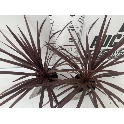 75 - TWO CORDYLINE AUSTRALIS RED STAR IN 2 LTR POTS HEIGHT OVER 60CM PLUS VAT TO BE SOLD FOR THE TWO