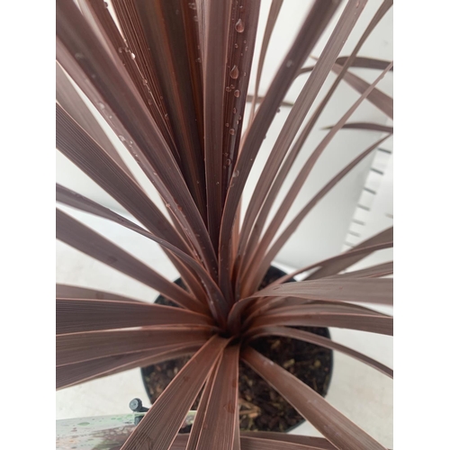 75 - TWO CORDYLINE AUSTRALIS RED STAR IN 2 LTR POTS HEIGHT OVER 60CM PLUS VAT TO BE SOLD FOR THE TWO