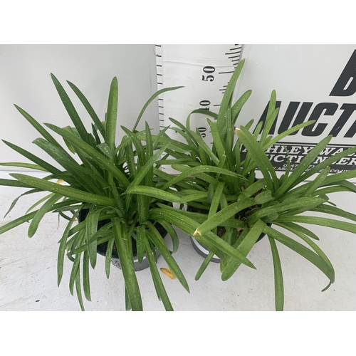 86 - TWO AGAPANTHUS AFRICANUS 'EVER SAPPHIRE' IN 4 LTR POTS APPROX 55CM IN HEIGHT PLUS VAT TO BE SOLD FOR... 