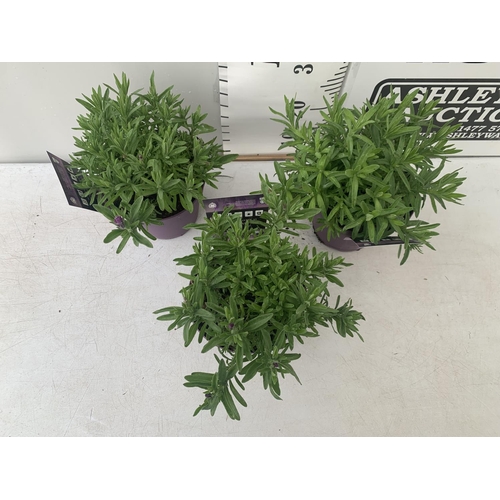 99 - THREE LAVENDER PLANTS IN 2 LTR POTS APPROX 25CM IN HEIGHT PLUS VAT TO BE SOLD FOR THE THREE