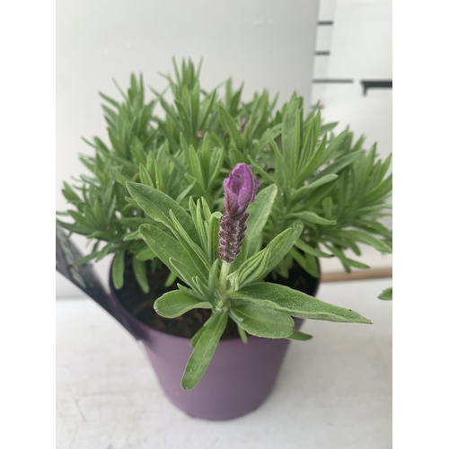 99 - THREE LAVENDER PLANTS IN 2 LTR POTS APPROX 25CM IN HEIGHT PLUS VAT TO BE SOLD FOR THE THREE