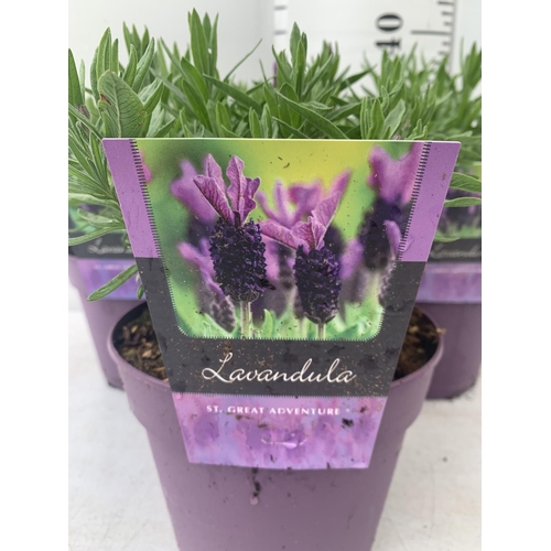 99 - THREE LAVENDER PLANTS IN 2 LTR POTS APPROX 25CM IN HEIGHT PLUS VAT TO BE SOLD FOR THE THREE