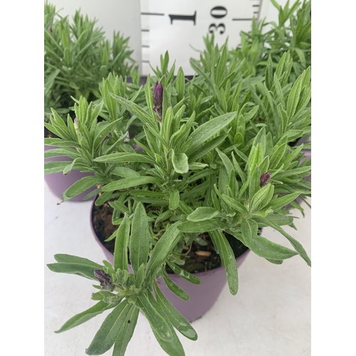 99 - THREE LAVENDER PLANTS IN 2 LTR POTS APPROX 25CM IN HEIGHT PLUS VAT TO BE SOLD FOR THE THREE