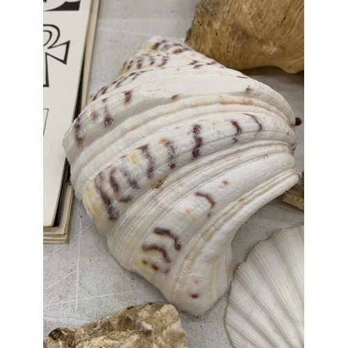 124 - A COLLECTION OF SHELLS AND PEBBLES TO INCLUDE WHITE SCALLOPS, LARGE CONCH, OYSTER SHELLS, ETC.,