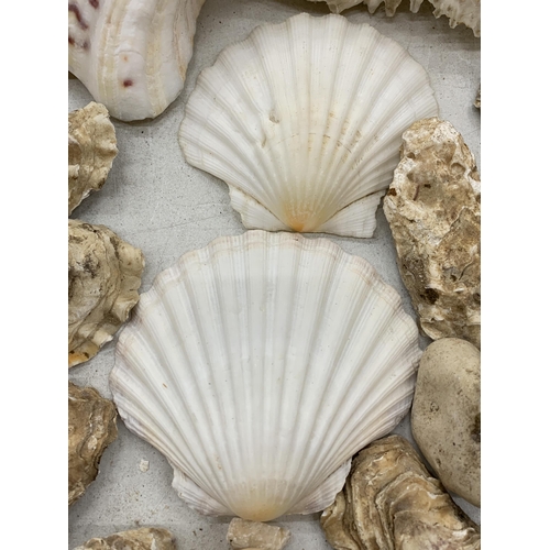 124 - A COLLECTION OF SHELLS AND PEBBLES TO INCLUDE WHITE SCALLOPS, LARGE CONCH, OYSTER SHELLS, ETC.,