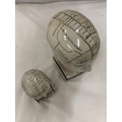 180 - TWO CERAMIC PHRENOLOGY HEADS, HEIGHTS, 23CM AND 16CM