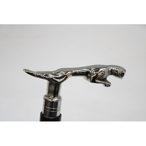 210 - A JAGUAR CHROME HANDLED WALKING STICK