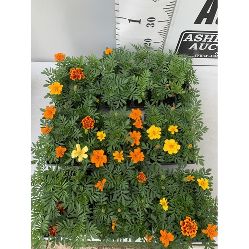 212 - NINE TRAYS OF MARIGOLD PLANTS WITH NINE PLANTS IN EACH TRAY PLUS VAT TO BE SOLD FOR THE NINE TRAYS