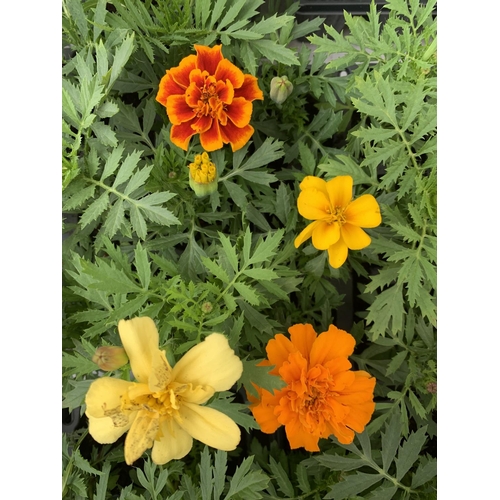 212 - NINE TRAYS OF MARIGOLD PLANTS WITH NINE PLANTS IN EACH TRAY PLUS VAT TO BE SOLD FOR THE NINE TRAYS