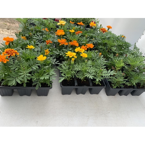 212 - NINE TRAYS OF MARIGOLD PLANTS WITH NINE PLANTS IN EACH TRAY PLUS VAT TO BE SOLD FOR THE NINE TRAYS