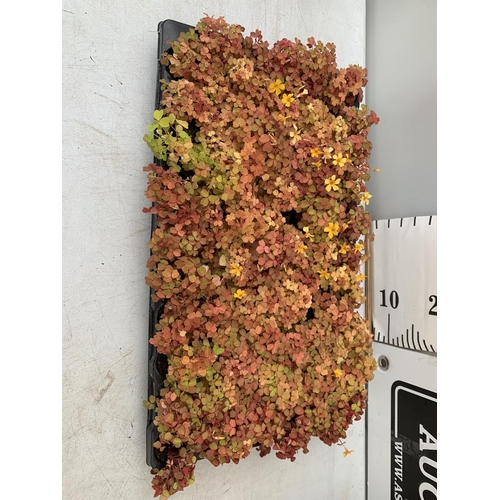 213 - EIGHTY OXALIS 'MOLTEN LAVA' PLANTS ON A TRAY PLUS VAT TO BE SOLD FOR THE 80