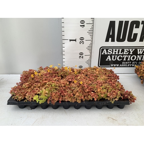 213 - EIGHTY OXALIS 'MOLTEN LAVA' PLANTS ON A TRAY PLUS VAT TO BE SOLD FOR THE 80