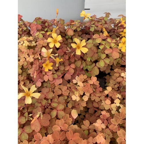 213 - EIGHTY OXALIS 'MOLTEN LAVA' PLANTS ON A TRAY PLUS VAT TO BE SOLD FOR THE 80