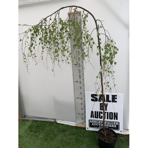 214 - ONE LARGE YOUNGS WEEPING BIRCH TREE BETULA PENDULA OVER 2 METRES IN HEIGHT PLUS VAT IN A 10 LTR POT