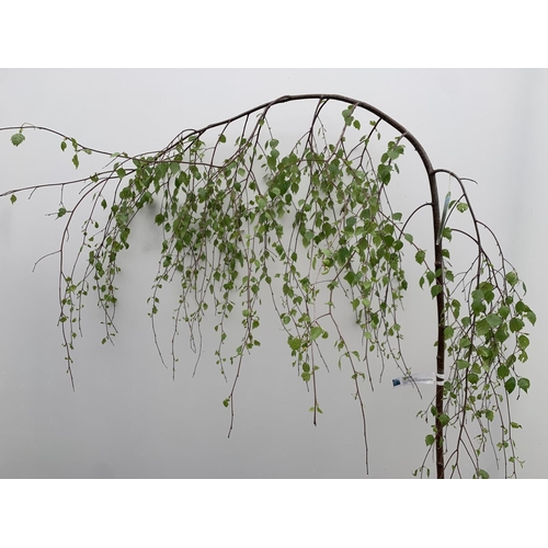 214 - ONE LARGE YOUNGS WEEPING BIRCH TREE BETULA PENDULA OVER 2 METRES IN HEIGHT PLUS VAT IN A 10 LTR POT