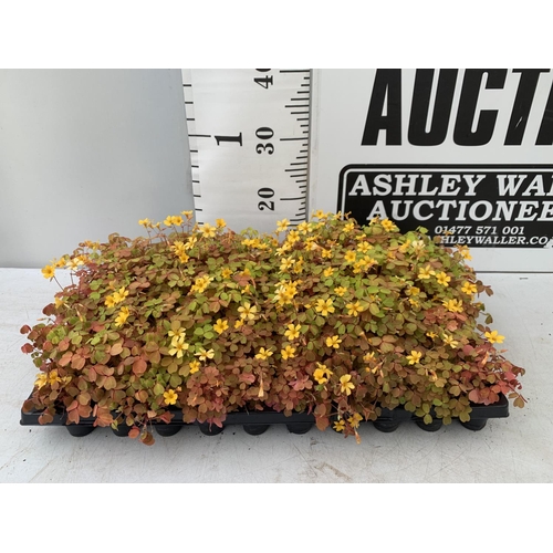 216 - EIGHTY OXALIS 'MOLTEN LAVA' PLANTS ON A TRAY PLUS VAT TO BE SOLD FOR THE 80