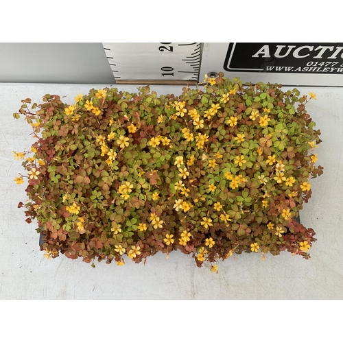 216 - EIGHTY OXALIS 'MOLTEN LAVA' PLANTS ON A TRAY PLUS VAT TO BE SOLD FOR THE 80