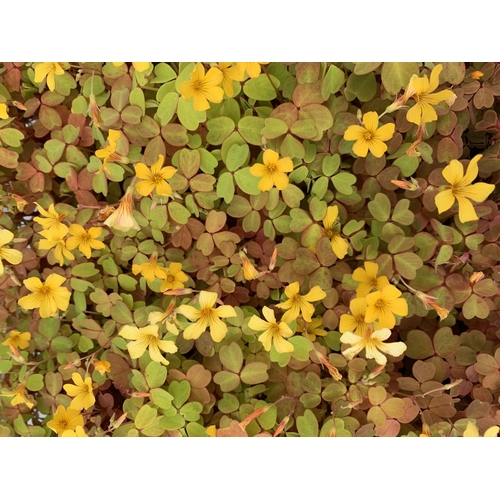 216 - EIGHTY OXALIS 'MOLTEN LAVA' PLANTS ON A TRAY PLUS VAT TO BE SOLD FOR THE 80