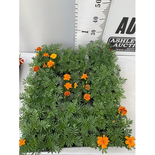 217 - NINE TRAYS OF MARIGOLD PLANTS WITH NINE PLANTS IN EACH TRAY PLUS VAT TO BE SOLD FOR THE NINE TRAYS