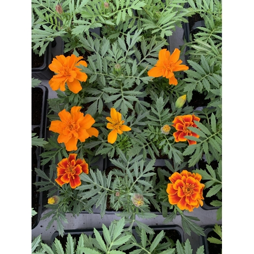 217 - NINE TRAYS OF MARIGOLD PLANTS WITH NINE PLANTS IN EACH TRAY PLUS VAT TO BE SOLD FOR THE NINE TRAYS