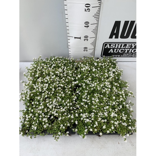 218 - ONE HUNDRED AND SIXTY BACOPA 'SNOWFLAKE' BEDDING PLANTS ON A TWO TRAYS PLUS VAT TO BE SOLD FOR THE T... 