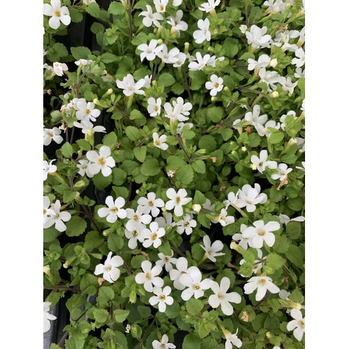 218 - ONE HUNDRED AND SIXTY BACOPA 'SNOWFLAKE' BEDDING PLANTS ON A TWO TRAYS PLUS VAT TO BE SOLD FOR THE T... 