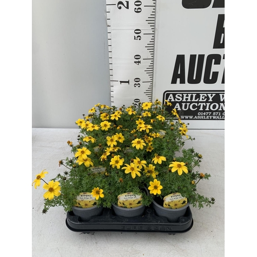 219 - A TRAY OF 15 BIDENS 'SUN DROP' BEDDING PLANTS PUS VAT TO BE SOLD FOR THE 15