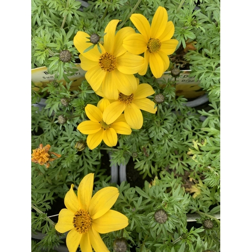 219 - A TRAY OF 15 BIDENS 'SUN DROP' BEDDING PLANTS PUS VAT TO BE SOLD FOR THE 15