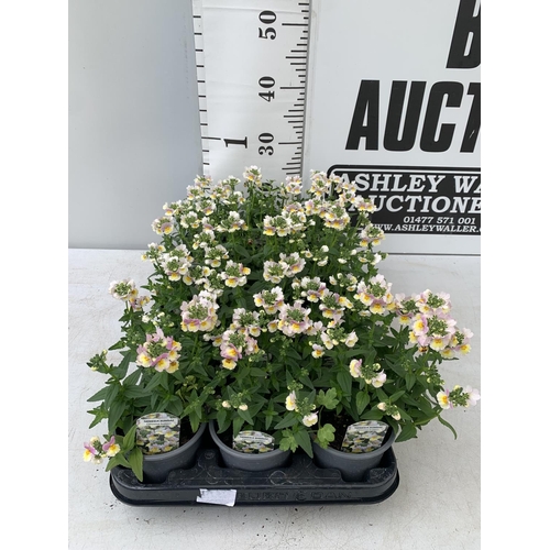 220 - FIFTEEN NEMESIA SUNDAE 'LAVENDER SHERBET' ON A TRAY PLUS VAT TO BE SOLD FOR THE 15