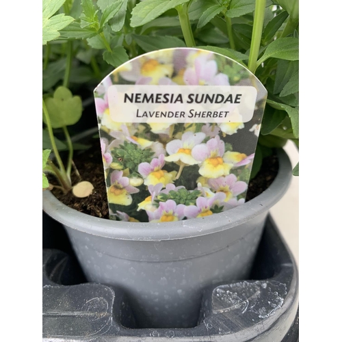 220 - FIFTEEN NEMESIA SUNDAE 'LAVENDER SHERBET' ON A TRAY PLUS VAT TO BE SOLD FOR THE 15