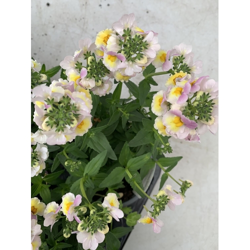 220 - FIFTEEN NEMESIA SUNDAE 'LAVENDER SHERBET' ON A TRAY PLUS VAT TO BE SOLD FOR THE 15