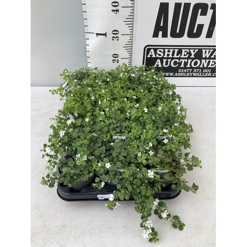 221 - FIFTEEN BACOPA 'SNOWFLAKE' BEDDING PLANTS ON A TRAY PLUS VAT TO BE SOLD FOR THE FIFTEEN