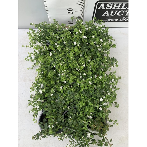 221 - FIFTEEN BACOPA 'SNOWFLAKE' BEDDING PLANTS ON A TRAY PLUS VAT TO BE SOLD FOR THE FIFTEEN